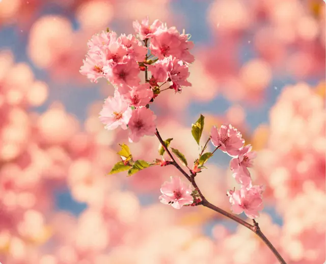 Sakura Editorial Poster