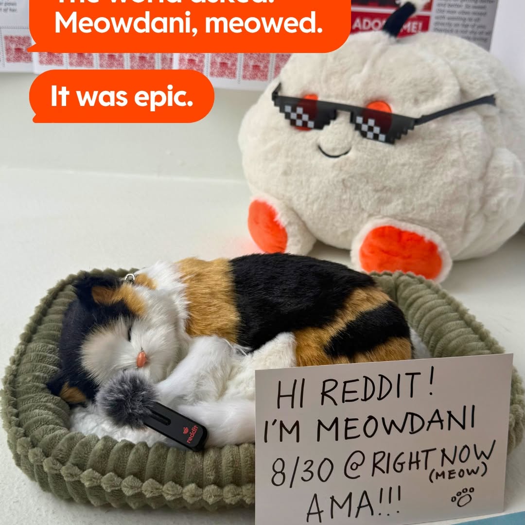 Meowdani tells all. 

Link in bio for the full Reddit AMA with Moewdani. #redditbodega